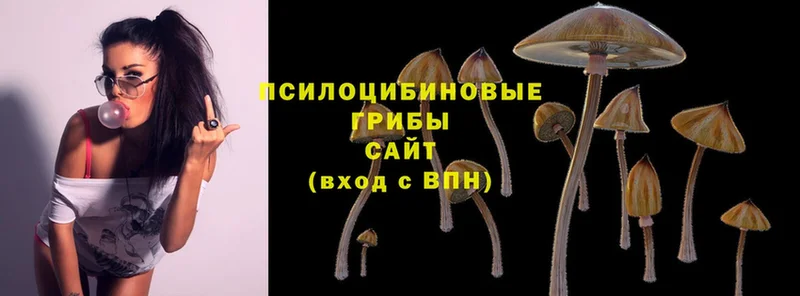 Псилоцибиновые грибы MAGIC MUSHROOMS  дарнет шоп  omg ONION  Курчалой 